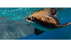 Logo of Shark Conservation in Belize