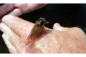 citizen science cicada