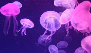 citizen science jellyfish