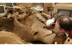 citizen science mastodon