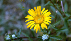 citizen science buds phenology