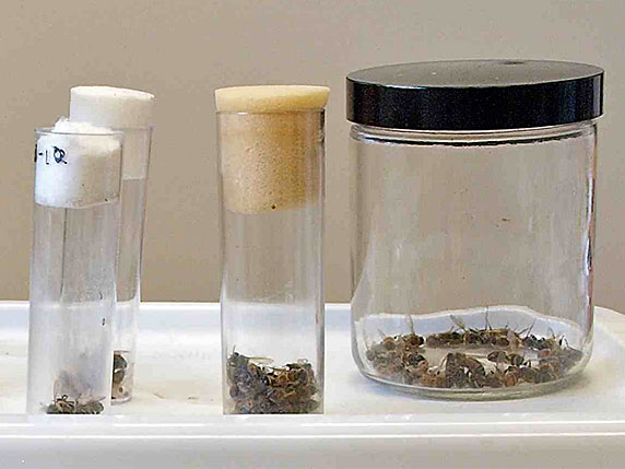 three sample jars filled with infected honey bees