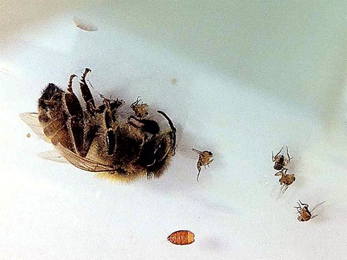 four zombie fly adults next to the host honey bee